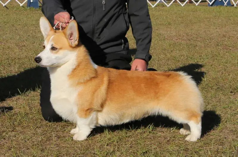 Gr. Ch. Alenclaud Richie