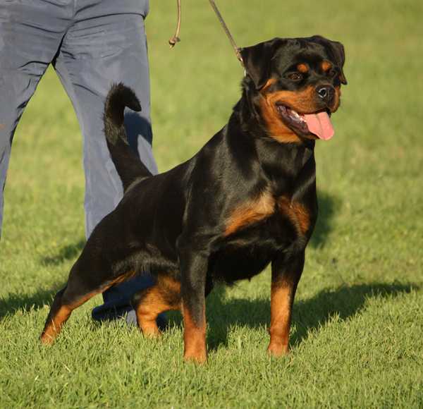 Asi vom Hause Edelstein