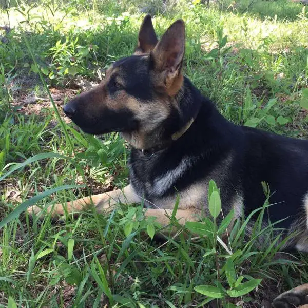 Kable vom Spitzenhund