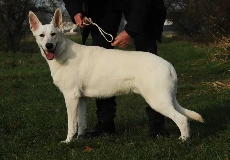Crystal Moon's High Hope Hotshot