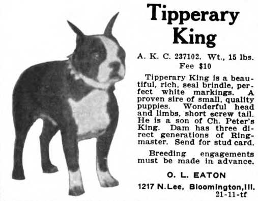 Tipperary King 237102