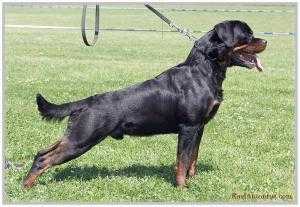 Spec show S.Pazova V.Young Club Winner 2014 Laso Earl Antonius