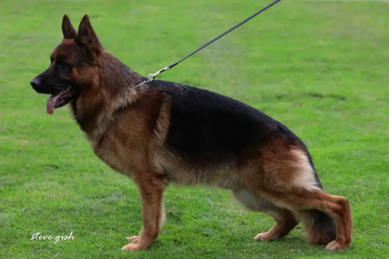 VA1 Spain Goofy de Caviclum