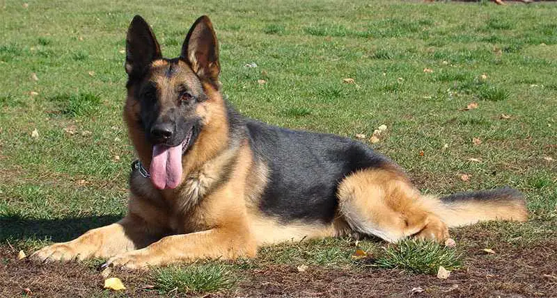 cato bene bohemia