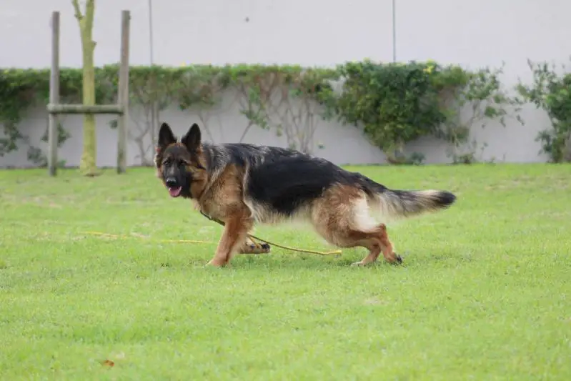 V2 DANJA VON OESTLUND