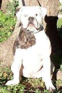 Ostergaards Blue Eyevy