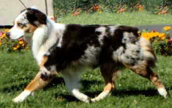 AKC Ch./ASCA Ch. Moonlight's Symphony in Azure