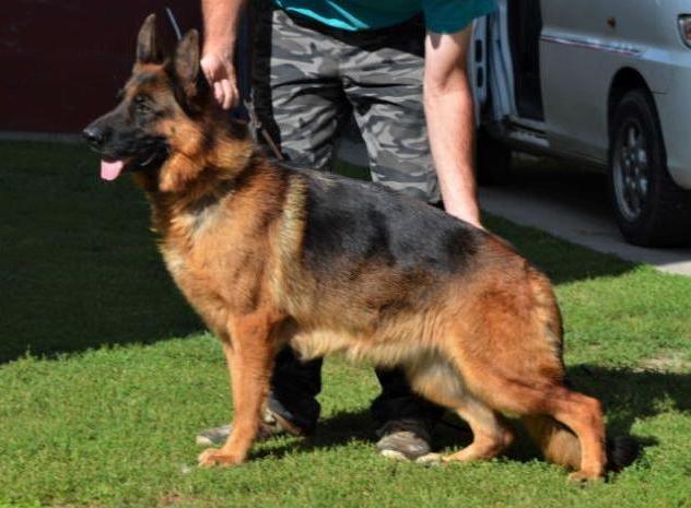 Olivia vom Haus Milesevac