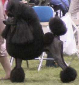 Am. Ch. Serekunda King's Delight