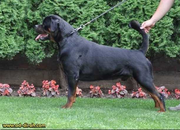 3xCAC, BUL, CH Xektor Ad-Dirah