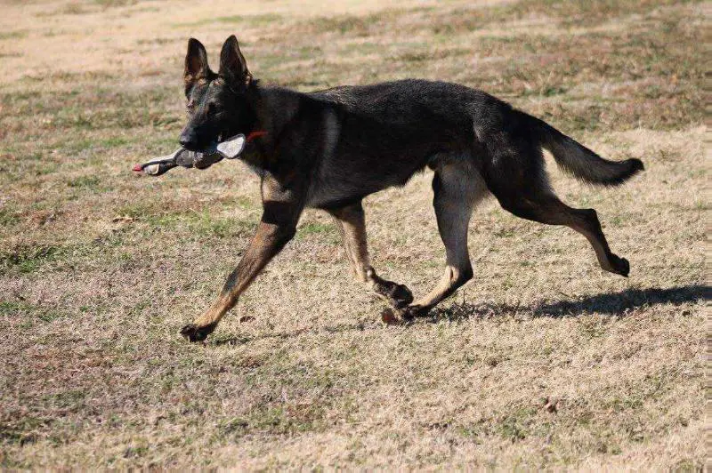 Elmo Vom Shafferhaus