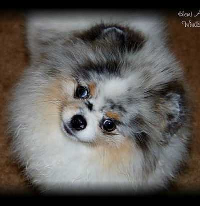 Pearl Moon's Hemi Has My Heart At Windsong