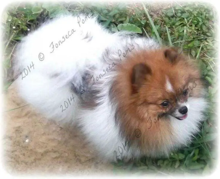 Fonseca's Greek God Of Love