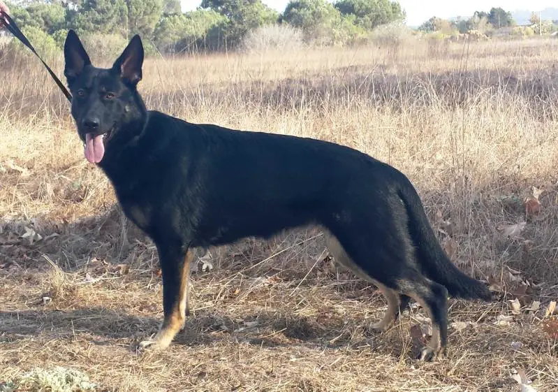 Billie von der Edelweissbrucke