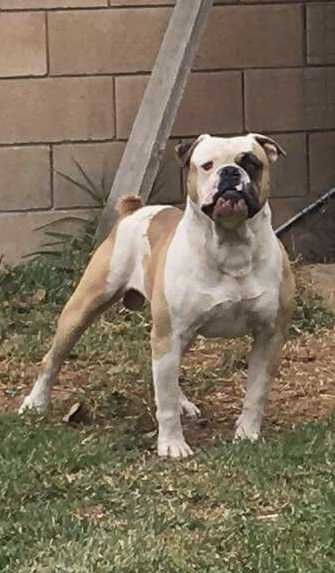 DC Kennel’s Doc