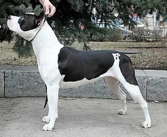 Angeda's Pride Z'Givanchy