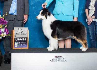 AKC Ch. Heatherhill Rollin' in the Deep
