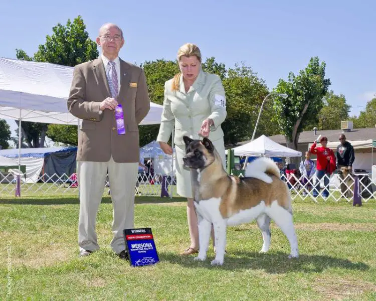 AKC CH Mojo's Kissin' Dynamite