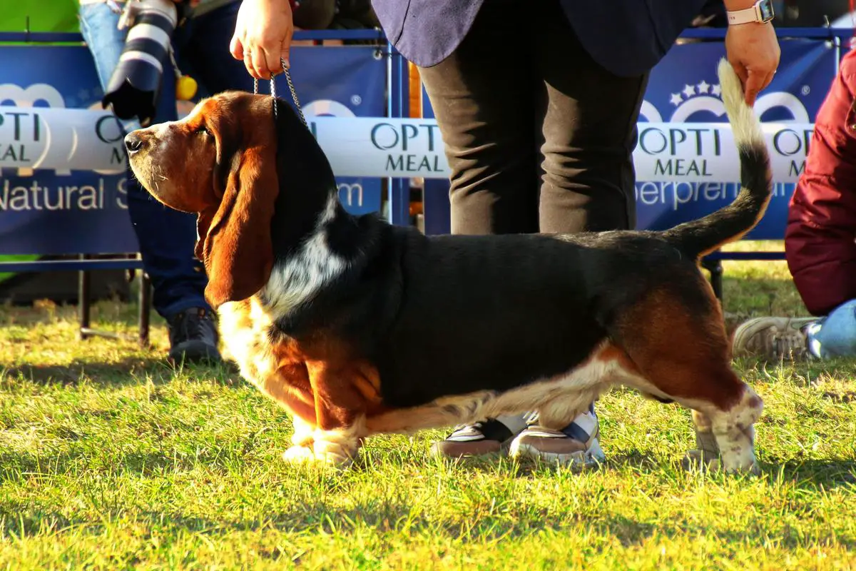 SGCH.UA,Vet.CH, 16*ВВВ, 10* CACIB, TDB 2021 Edwin Long Сastle Нound