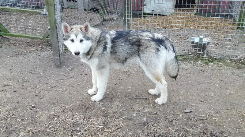Snowcreek IceBreaker Princess Leia