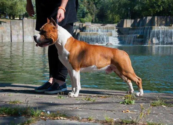 Missnar's The Power Of Stand