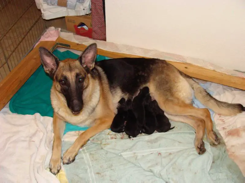 Mangaroo's American Baby v Chewan