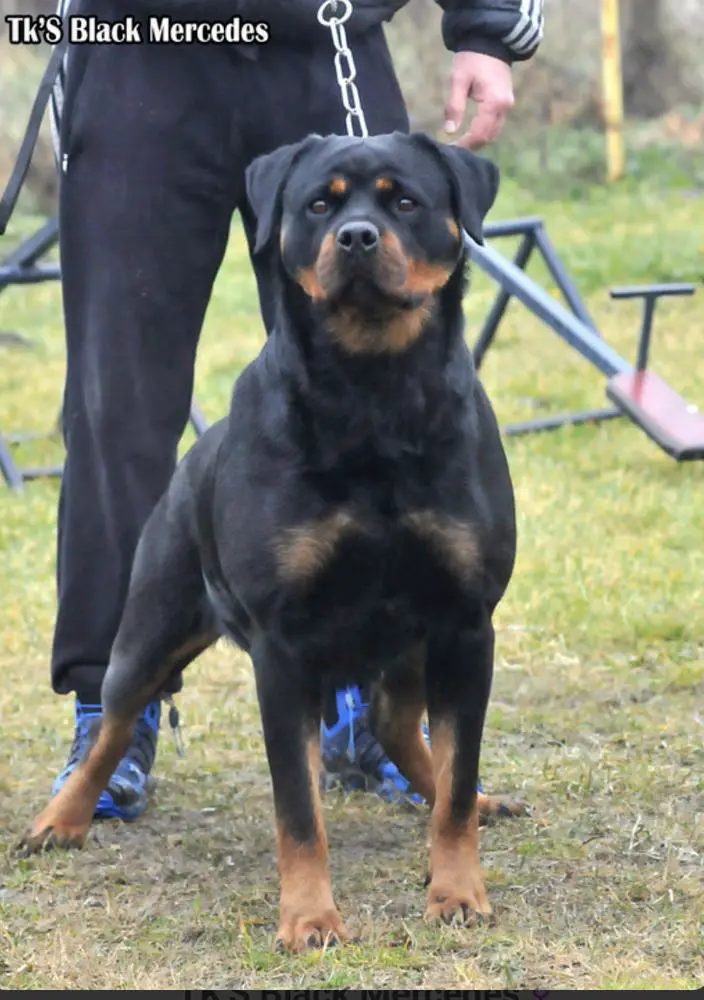 TK Black Mercedes (2010)