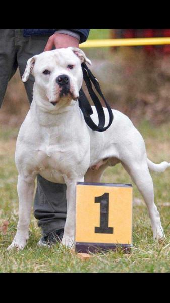 Dual Champion ABEU & NKC Redwoods Incredible Redwood