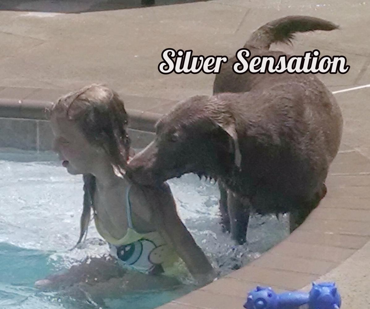 South'n Terr Silver Sensation