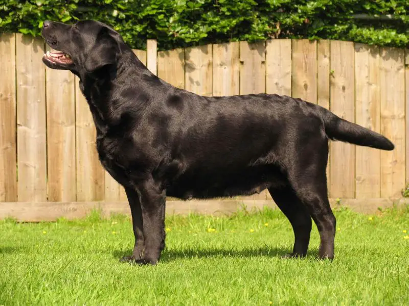 Fairywood´s Wild Romance