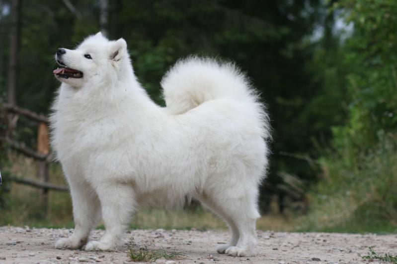 DELIA BY AEGEAN Sibiro Aidas