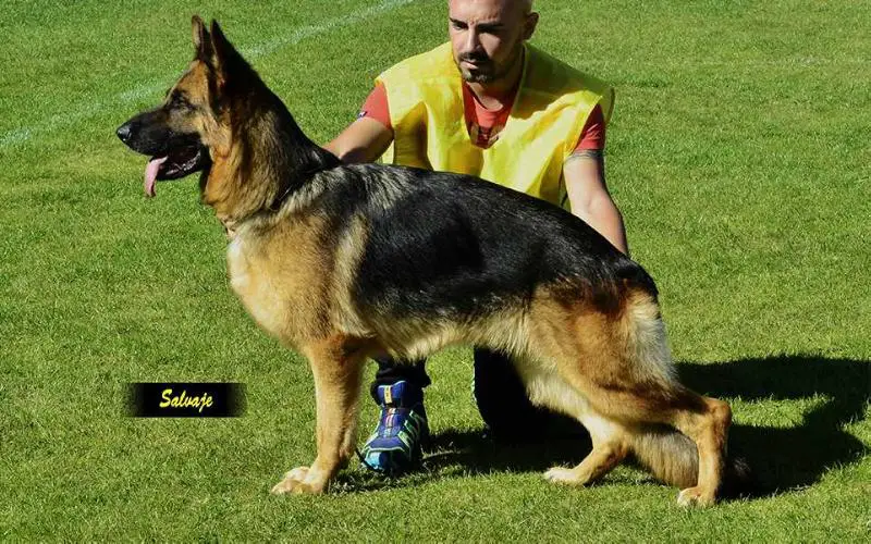 V-AUSLESE 2014 CEPPA Farah de Bi Lagun