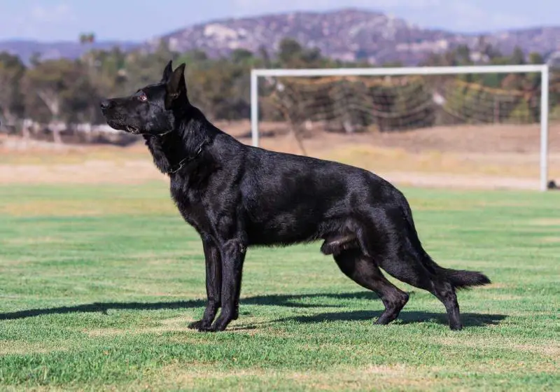 Cerberus aus dem Tal
