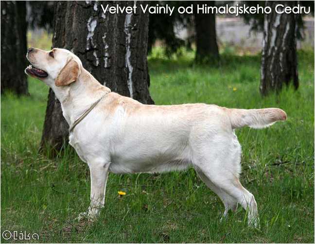 Velvet Vainly od Himalajskeho Сedru