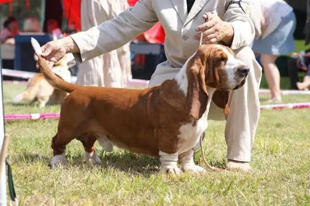ERYK DUDI DOG`S