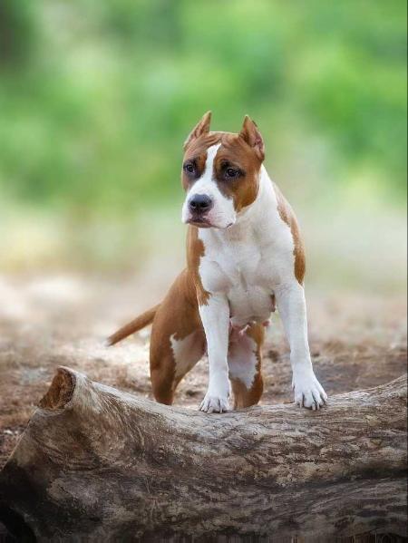 JCH.RUS, CH.RUS, CH.RKF Pride Spartanis Zoloto