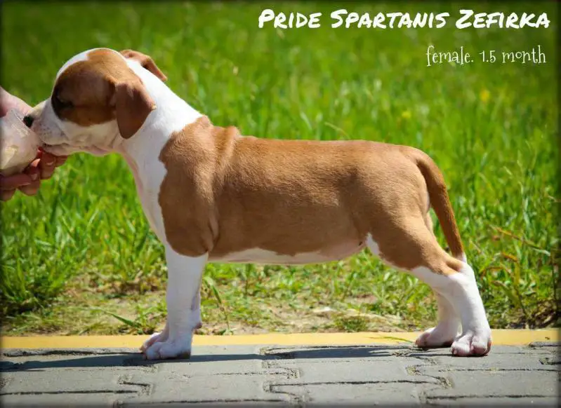 Pride Spartanis Zefirka