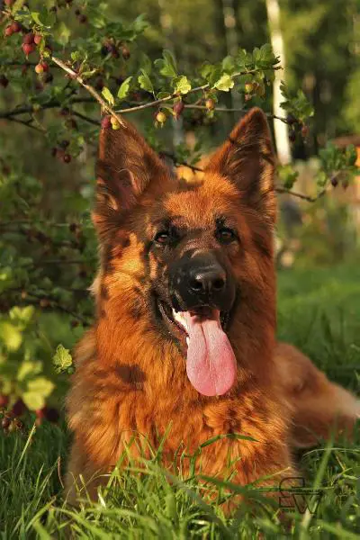 CH RUS,CH BRUS,BJC,8xCAC,2xCACIB,1xR.CACIB Darky fon Dreamland