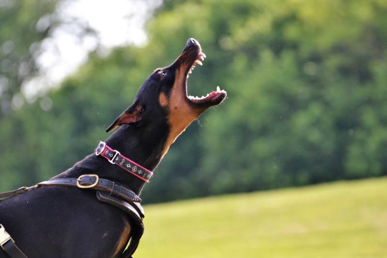 Benchmark's Dangerous Beauty