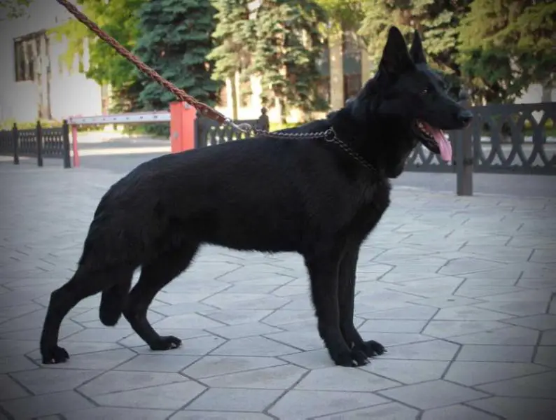 DON KAYROS JASMIN