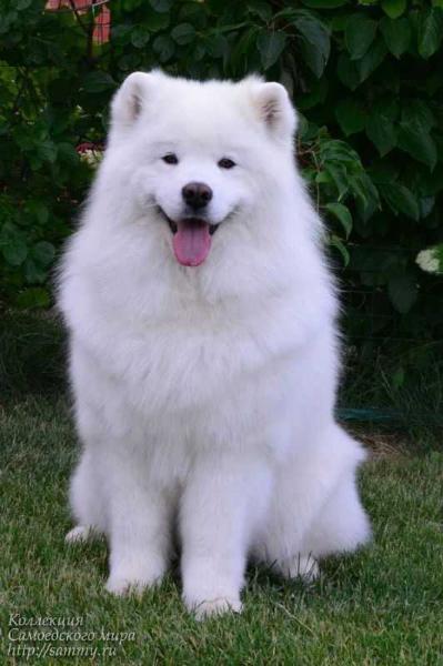 CH RUS, RKF, KZ, Grand CH RUS, CW Dorian Spring Zhozefina