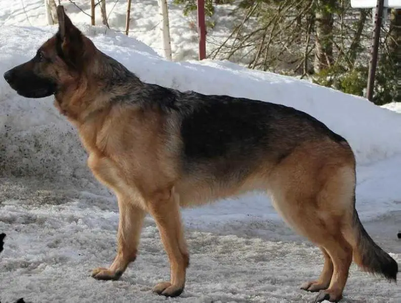 Vegaz von der chamootzka