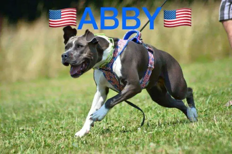 American Black Diamond Amazing Grace