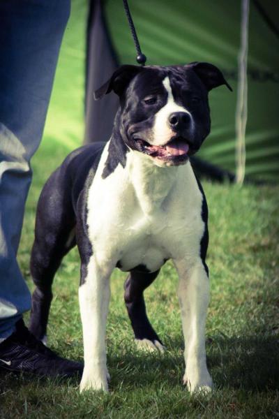 FROM GLADIATORDOGS DARK KNIGHT