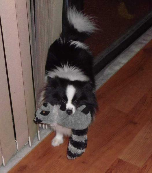 Chokeberry's Brag About Lainie