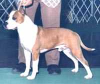 AKC Ch BIS BISS Sindelar's Sonny Boy of Tara