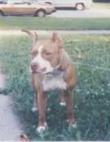 Krohn's Princess Lady Denile
