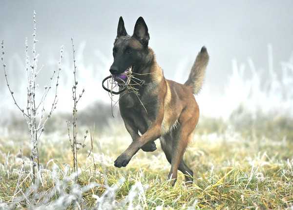 Raven du Loups du Soleil