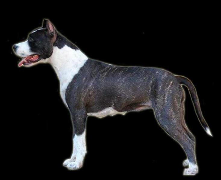 Flaming Star Bahia Honda