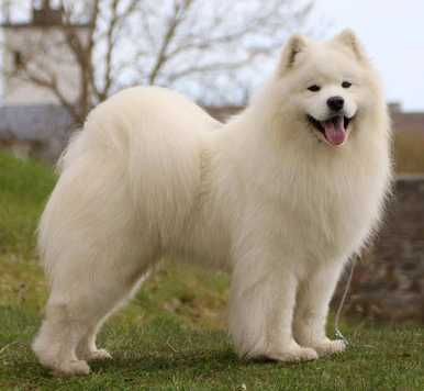 EECH PLCH EEJCH LTJCH Smiling Snowball My X-Factor